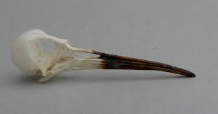 Attēlu rezultāti vaicājumam “Calidris maritima”