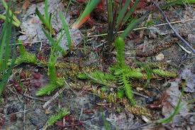 Attēlu rezultāti vaicājumam “Lycopodiella inundata”