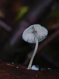 Attēlu rezultāti vaicājumam “Claustria didermoides macro”