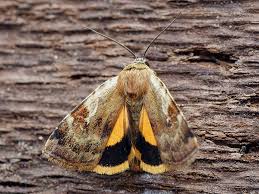 Attēlu rezultāti vaicājumam “Cryptocala chardinyi”