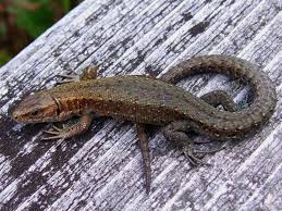 Attēlu rezultāti vaicājumam “Lacerta vivipara”