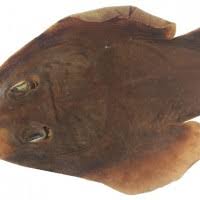 Image result for Acroteriobatus blochii