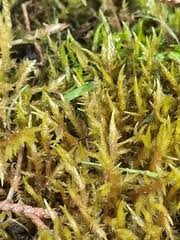Attēlu rezultāti vaicājumam “Calliergonella cuspidata sporophyte”