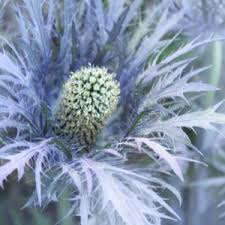 Attēlu rezultāti vaicājumam “Eryngium maritimum leaf”
