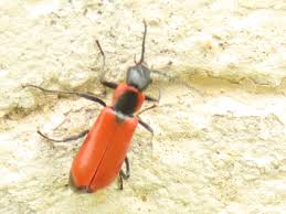 Attēlu rezultāti vaicājumam “Anthocomus rufus”