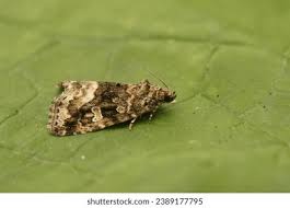 Attēlu rezultāti vaicājumam “Protodeltote pygarga”