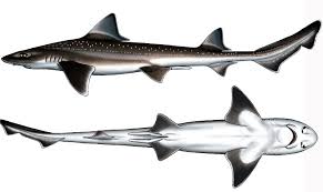 Image result for Mustelus asterias