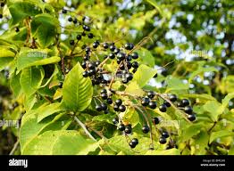 Attēlu rezultāti vaicājumam “Padus avium leaf”