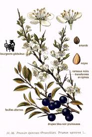 Attēlu rezultāti vaicājumam “Prunus spinosa”