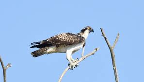 Image result for Pandion haliaetus