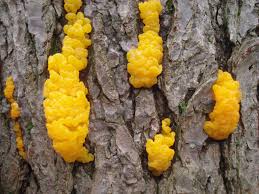 Attēlu rezultāti vaicājumam “Dacrymyces chrysospermus spores”