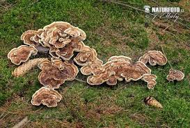 Attēlu rezultāti vaicājumam “Phellodon tomentosus”