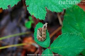 Attēlu rezultāti vaicājumam “Thyatira batis larva”