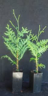 Attēlu rezultāti vaicājumam “Thuja plicata”