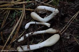 Attēlu rezultāti vaicājumam “Podostroma leucopus”