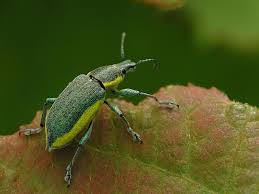 Attēlu rezultāti vaicājumam “Chlorophanus viridis”
