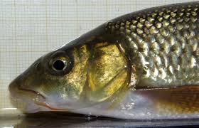 Image result for Barbus barbus