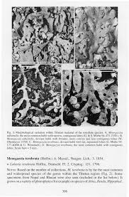 Attēlu rezultāti vaicājumam “Menegazzia terebrata”