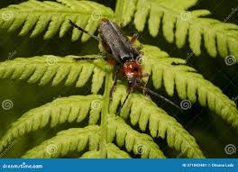 Attēlu rezultāti vaicājumam “Cantharis rustica imago”