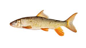 Image result for Huso brevirostrum