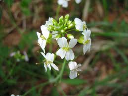 Attēlu rezultāti vaicājumam “Cardaminopsis arenosa leaf”