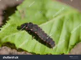 Attēlu rezultāti vaicājumam “Lampyris noctiluca larva”