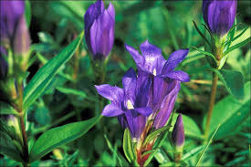 Attēlu rezultāti vaicājumam “Gentiana pneumonanthe flower”