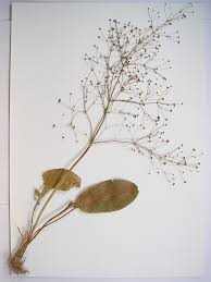 Attēlu rezultāti vaicājumam “Alisma plantago-aquatica fruit”