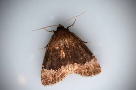 Attēlu rezultāti vaicājumam “Amphipyra perflua”