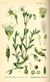 Attēlu rezultāti vaicājumam “Cerastium arvense flower”