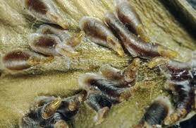 Attēlu rezultāti vaicājumam “Lepidosaphes ulmi imago”