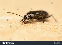 Attēlu rezultāti vaicājumam “Pterostichus niger”