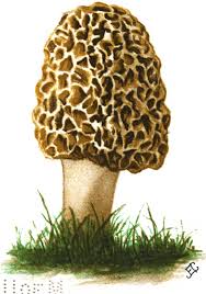 Attēlu rezultāti vaicājumam “Diderma crustaceum young”