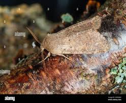 Attēlu rezultāti vaicājumam “Cryptocala chardinyi”