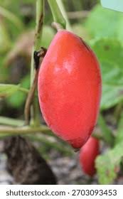 Attēlu rezultāti vaicājumam “Podophyllum hexandrum fruit”