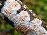 Attēlu rezultāti vaicājumam “Cylindrobasidium evolvens”