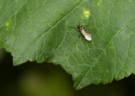 Attēlu rezultāti vaicājumam “Tenthredo mandibularis”