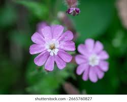 Attēlu rezultāti vaicājumam “Geranium pyrenaicum flower”