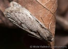 Attēlu rezultāti vaicājumam “Semioscopis avellanella”