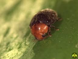 Image result for Cryptolaemus