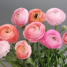 Attēlu rezultāti vaicājumam “Ranunculus mendax flower”