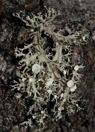 Attēlu rezultāti vaicājumam “Ramalina calicaris”