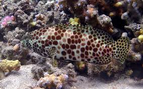 Image result for Epinephelus andersoni