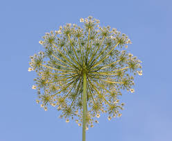 Attēlu rezultāti vaicājumam “Daucus carota subsp. carota flower”