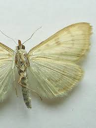 Attēlu rezultāti vaicājumam “Paratalanta hyalinalis”