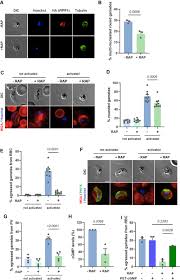 Attēlu rezultāti vaicājumam “Dianema depressum plasmodium”