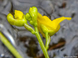 Attēlu rezultāti vaicājumam “Utricularia x neglecta bud”