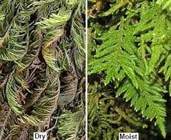 Attēlu rezultāti vaicājumam “Abietinella abietina var. hystricosa”