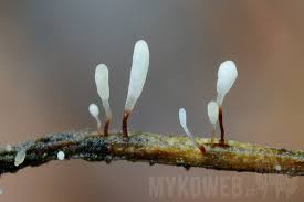 Attēlu rezultāti vaicājumam “Typhula erythropus”