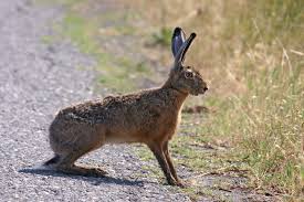 Attēlu rezultāti vaicājumam “Lepus europaeus”